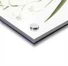 Gladiolus cuspidatus illustration  Acrylic print