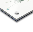 Narrow-leaf blue-eyed-grass illustration  Acrylic print