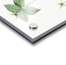 Herb paris illustration  Acrylic print