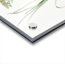 Carolina redroot illustration  Acrylic print