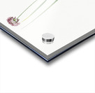 Allium foliosum illustration  Acrylic print