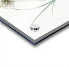 Pale garlic illustration  Acrylic print