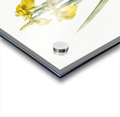 Pale garlic illustration  Acrylic print