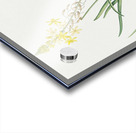 Stalked bulbine illustration  Impression Acrylique