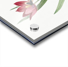 Tulipa oculus Colis illustration  Acrylic print