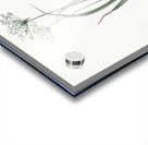 Hairy garlic illustration  Acrylic print