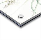 Branched asphodel illustration  Acrylic print