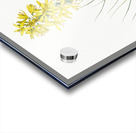 Yellow Asphodel illustration  Acrylic print