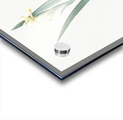 Yellow banded iris illustration  Acrylic print