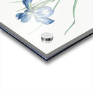 Lris xyphioides llustration  Impression Acrylique