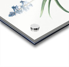 Scilla patula illustration  Acrylic print