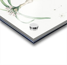 Dwarf garlic illustration  Acrylic print