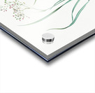 Phalangium bicolor illustration  Acrylic print