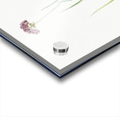 Rosy garlic illustration  Acrylic print