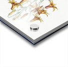 Canada lily illustration  Acrylic print