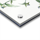 Canada lily illustration  Acrylic print