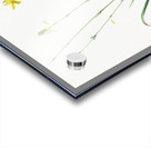 Torrey craglily illustration  Acrylic print