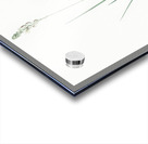 Ornithogalum tenuifolium illustration  Acrylic print