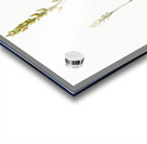 Abama ossifraga illustration  Acrylic print