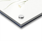 Ornithogalum spathaceum illustration  Acrylic print