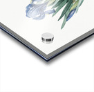 Pygmy iris illustration  Acrylic print