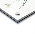 Three-cornered leek illustration  Acrylic print