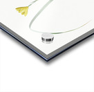 Cape tulip illustration  Acrylic print