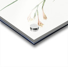 Long-tubed painted lady illustration  Impression Acrylique