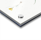 1. Ixia recurva 2. Ixia filifolia illustration  Acrylic print