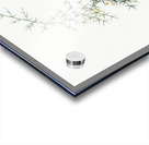 Asparagus horridus illustration  Acrylic print