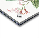 Canna lily illustration  Acrylic print