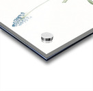 Italian bluebell illustration  Acrylic print