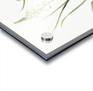 Wild asparagus illustration  Acrylic print