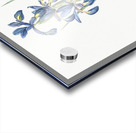 Blue iris illustration  Acrylic print