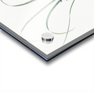 Grass leaved iris illustration  Acrylic print