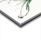 Agave yuccaefolia illustration  Acrylic print