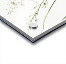 St Bernard lily illustration  Acrylic print