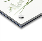 St Bernard lily illustration  Acrylic print