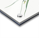 Weevil-wort illustration  Acrylic print