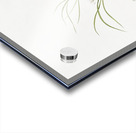 Melanthium gramineum illustration  Acrylic print