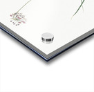 Nodding onion illustration  Acrylic print