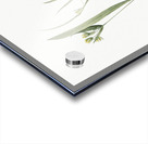 1. Yellow star-of-bethlehem 2. Small star-of-bethlehem illustration  Acrylic print