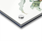 Paintbrush lily illustration Acrylic print