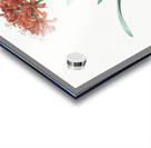 Guernsey lily illustration  Acrylic print