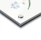 Alpine squill illustration  Acrylic print