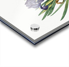 Pygmy iris illustration  Acrylic print