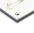 Wild onion illustration  Acrylic print