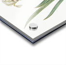 Crimean iris illustration  Acrylic print