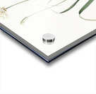 Hairy garlic illustration  Acrylic print