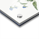 Blue spiderwort illustration  Acrylic print